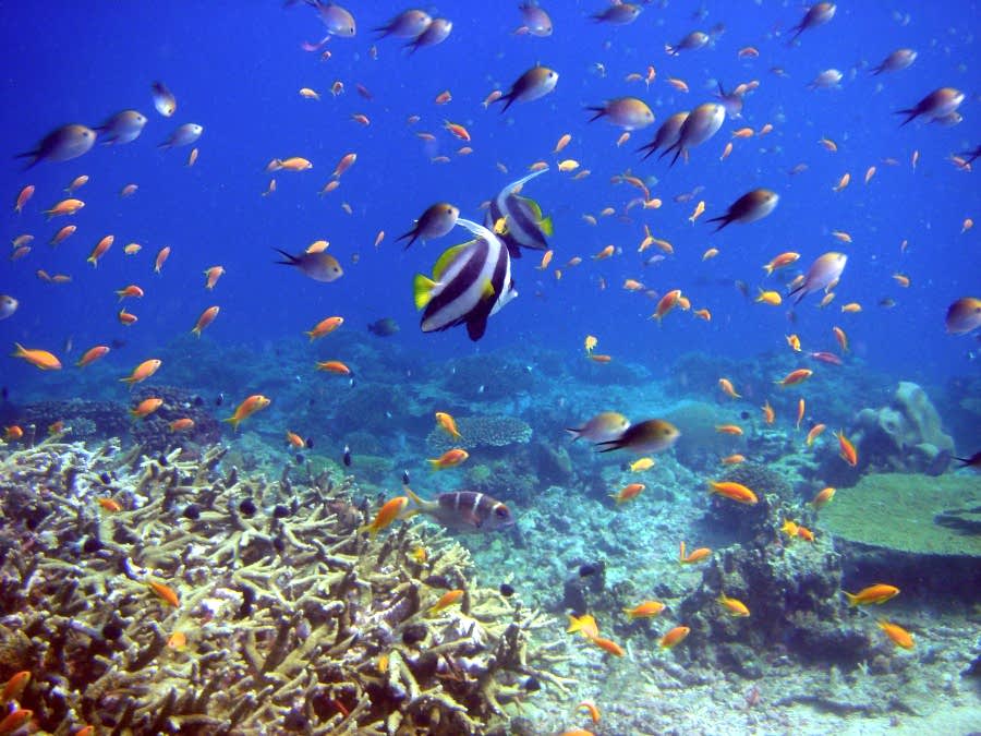 Fotoğrafçılık kursu derslerinde sualtı dünyasını keşfedin!